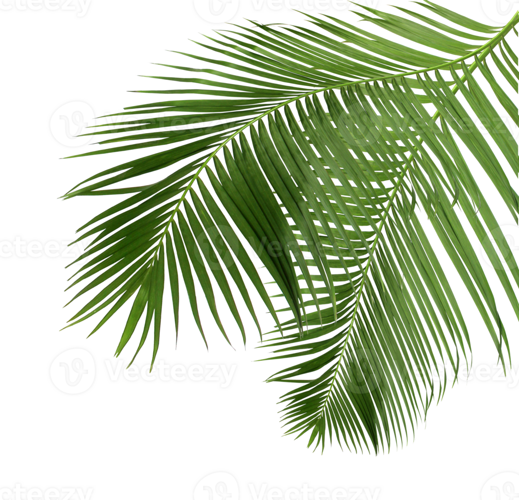 green leaf of palm tree isolated on transparent background png file