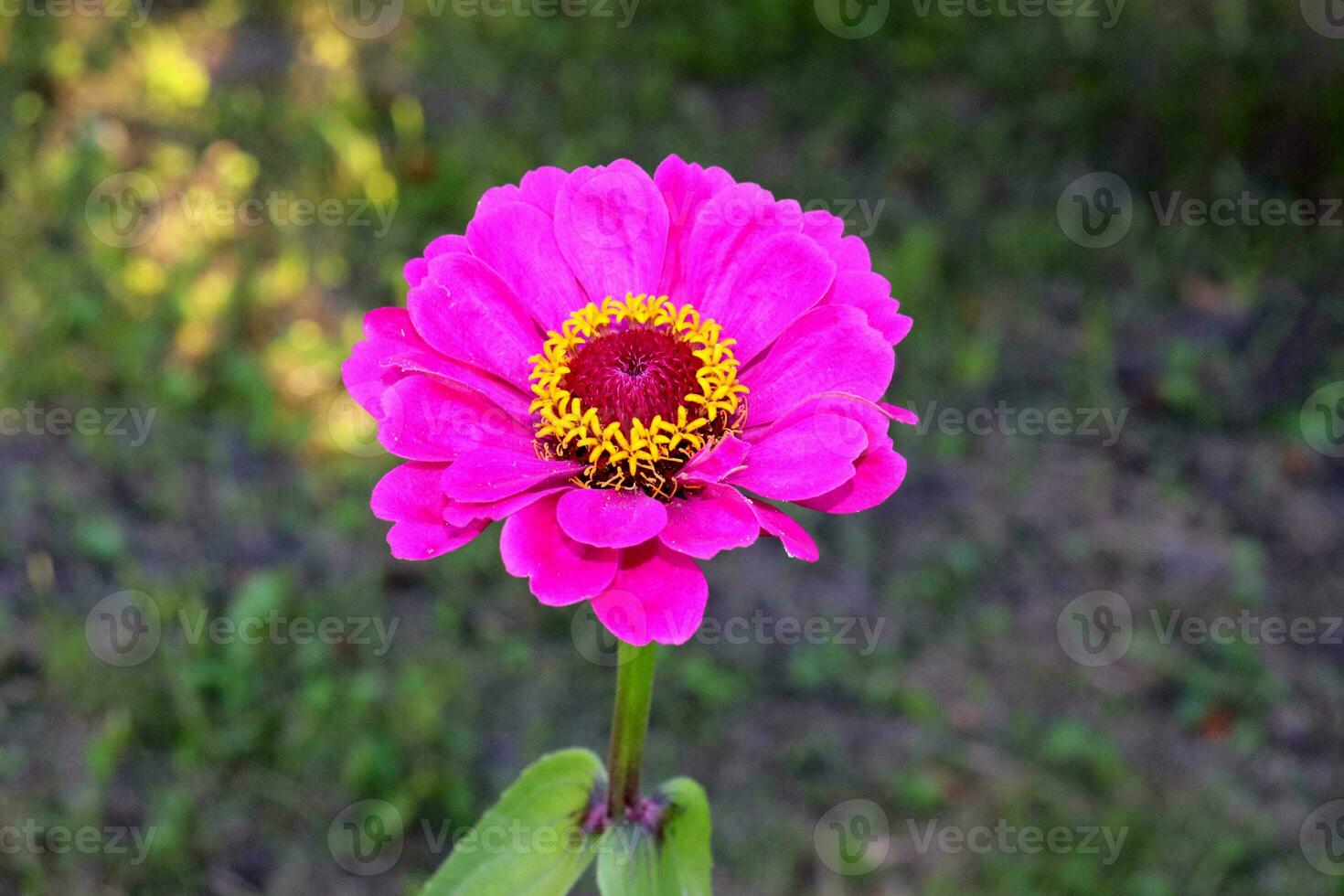 Flower of purpur zinnia graceful Zinnia elegans in a flower bed in the garden. Horizontal close-up photo, top view photo