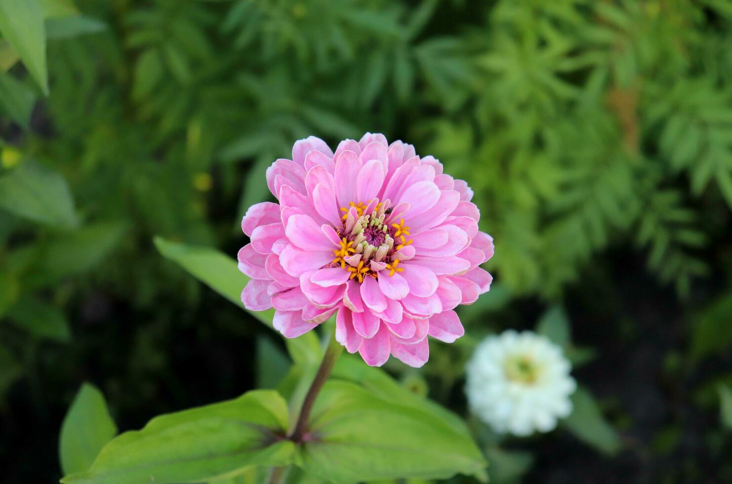 Flower of light pink zinnia Zinnia cultivar Liliput on a flower bed in the garden. Horizontal macro photo