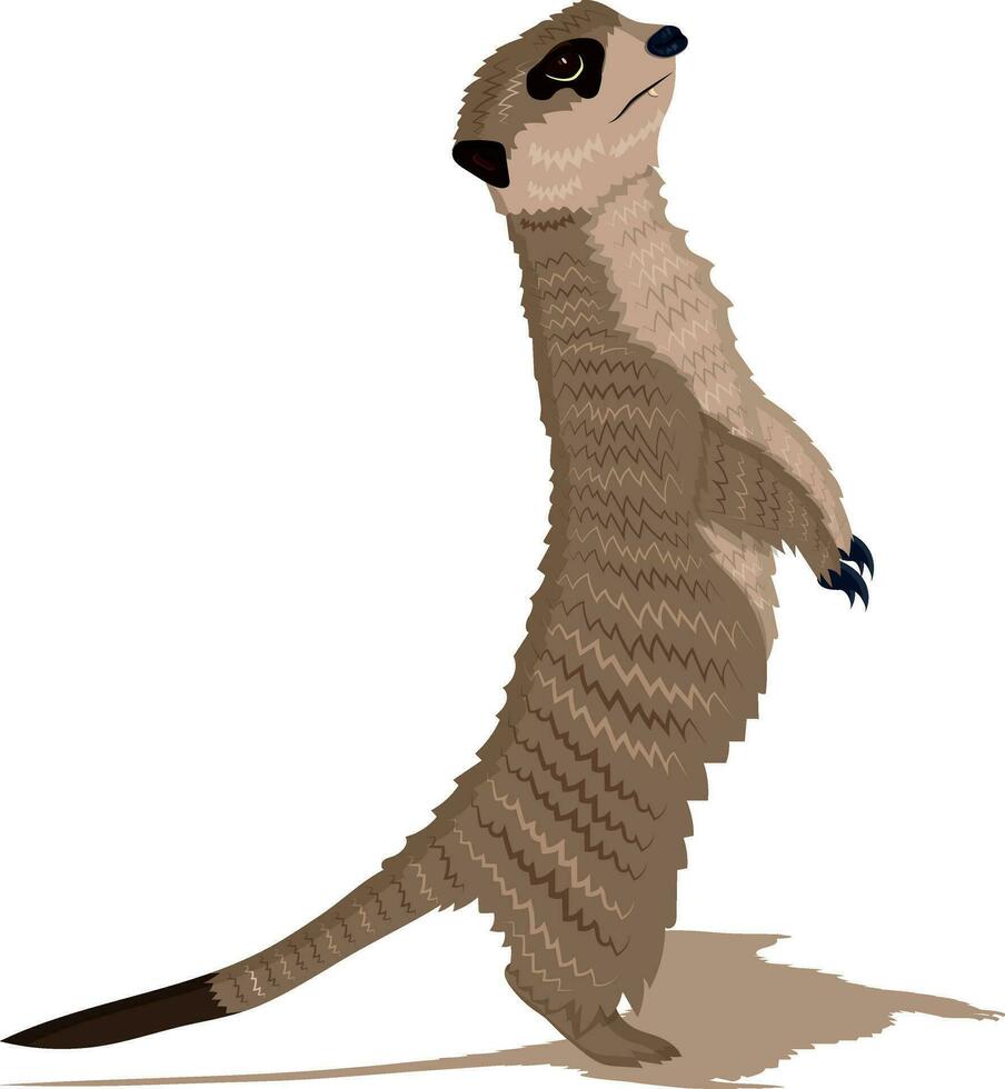 meerkat isolated on white background vector