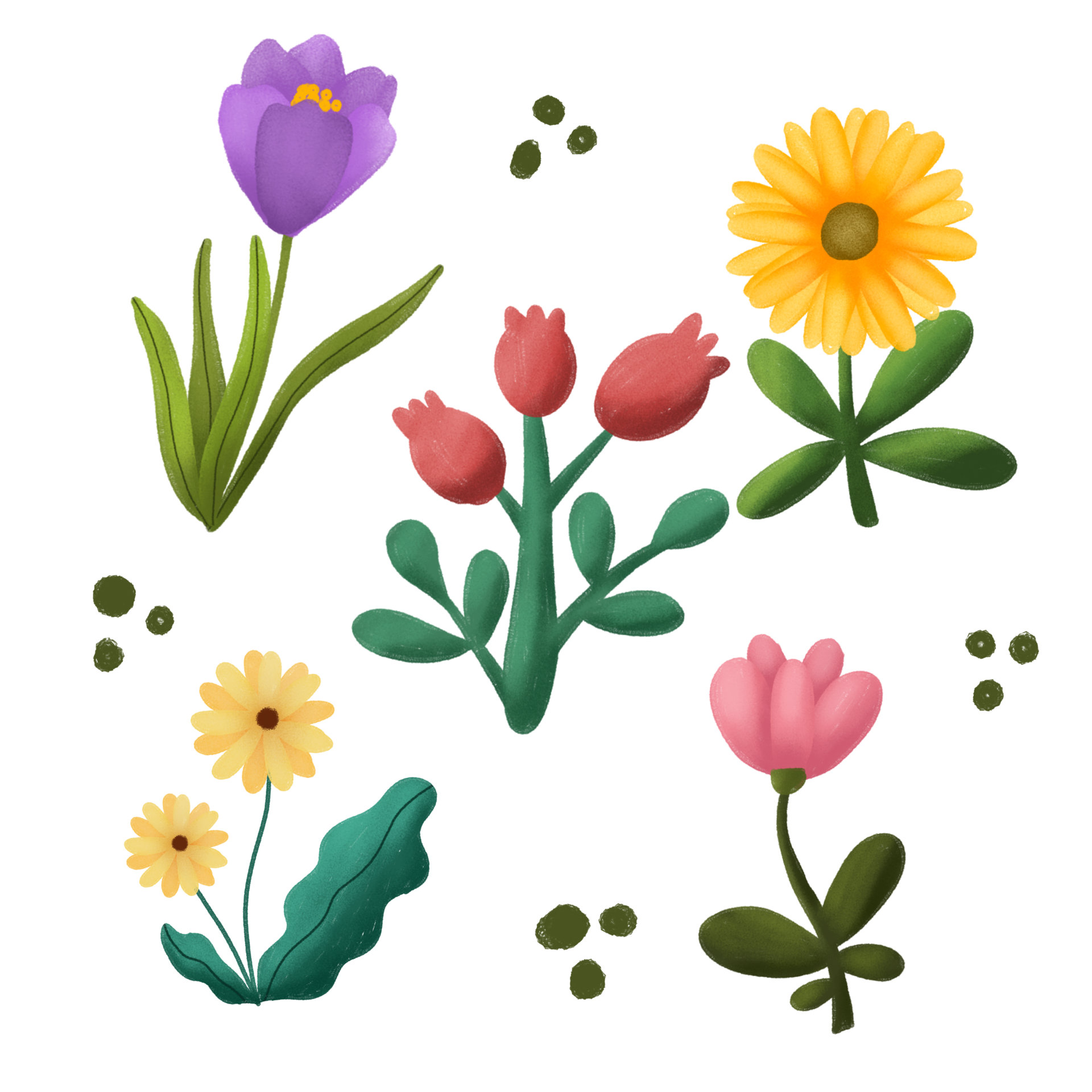 spring flowers set, flower illustration, transparent background