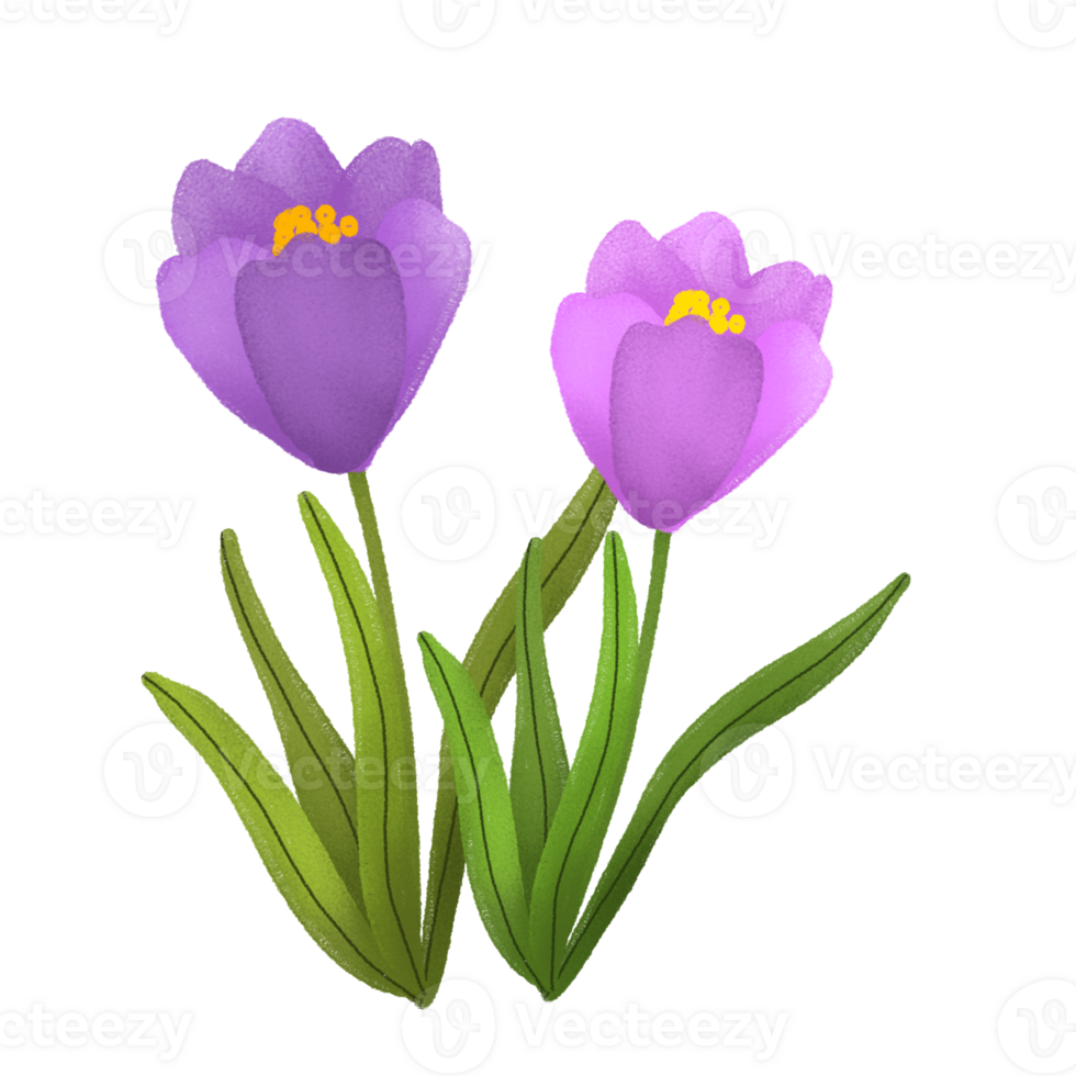 spring flowers set, flower illustration, transparent background