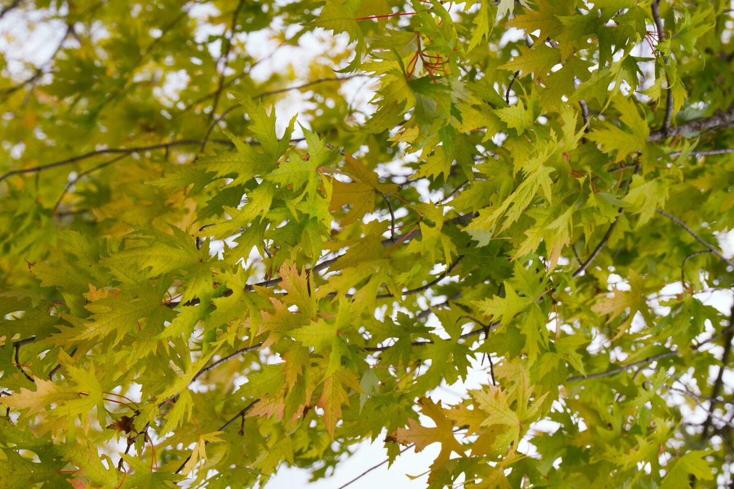 otoño antecedentes. natural modelo con verde y amarillo hojas. foto