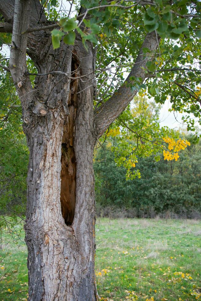 Tree trunk damaged after thunder and lightning photo