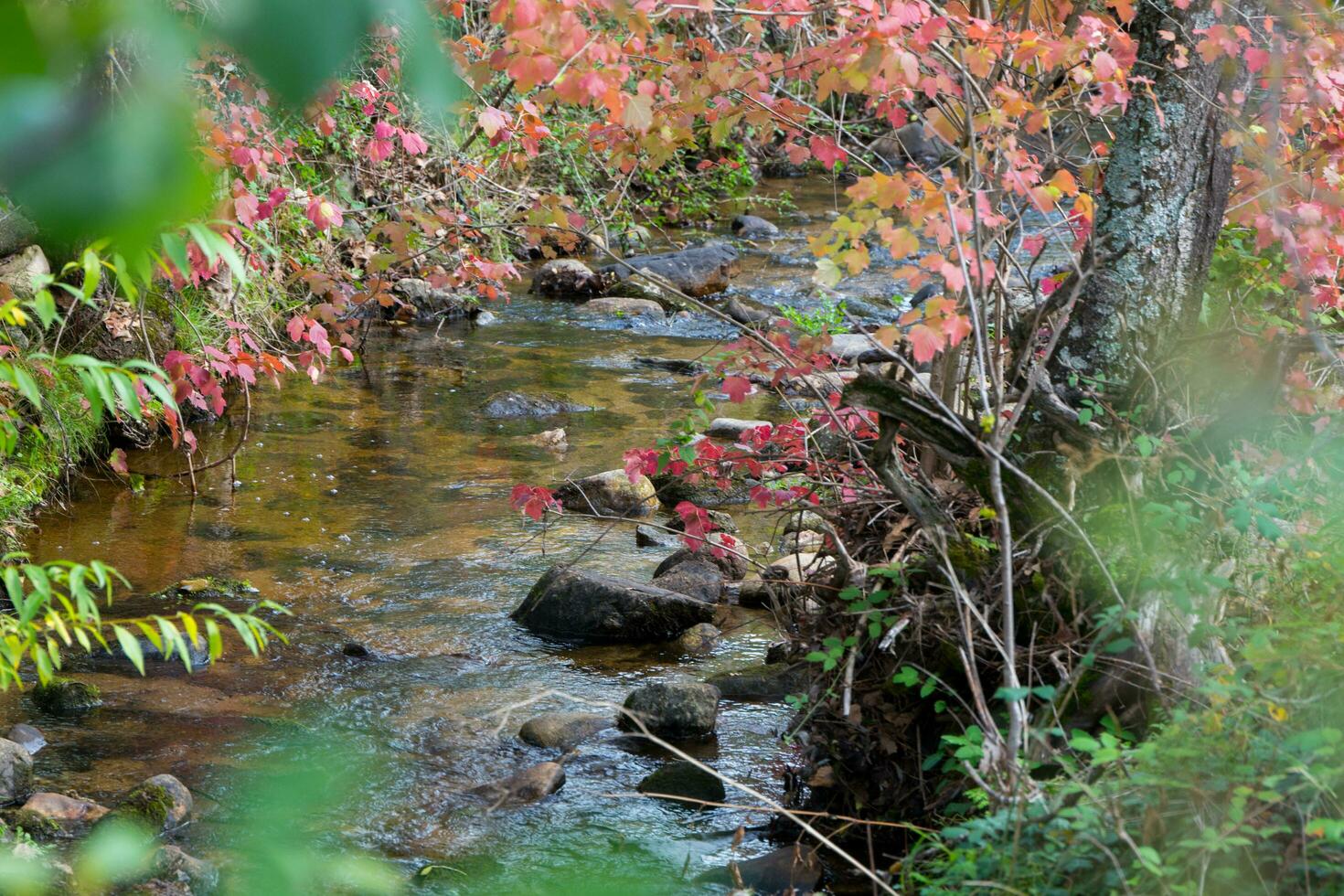Autumn colours in forest at Rascafria, Spain photo