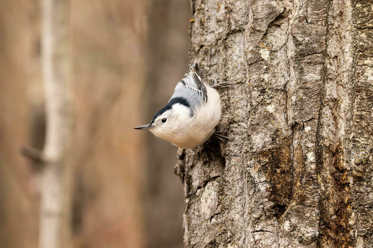 Nuthatch clinging to a tree photo