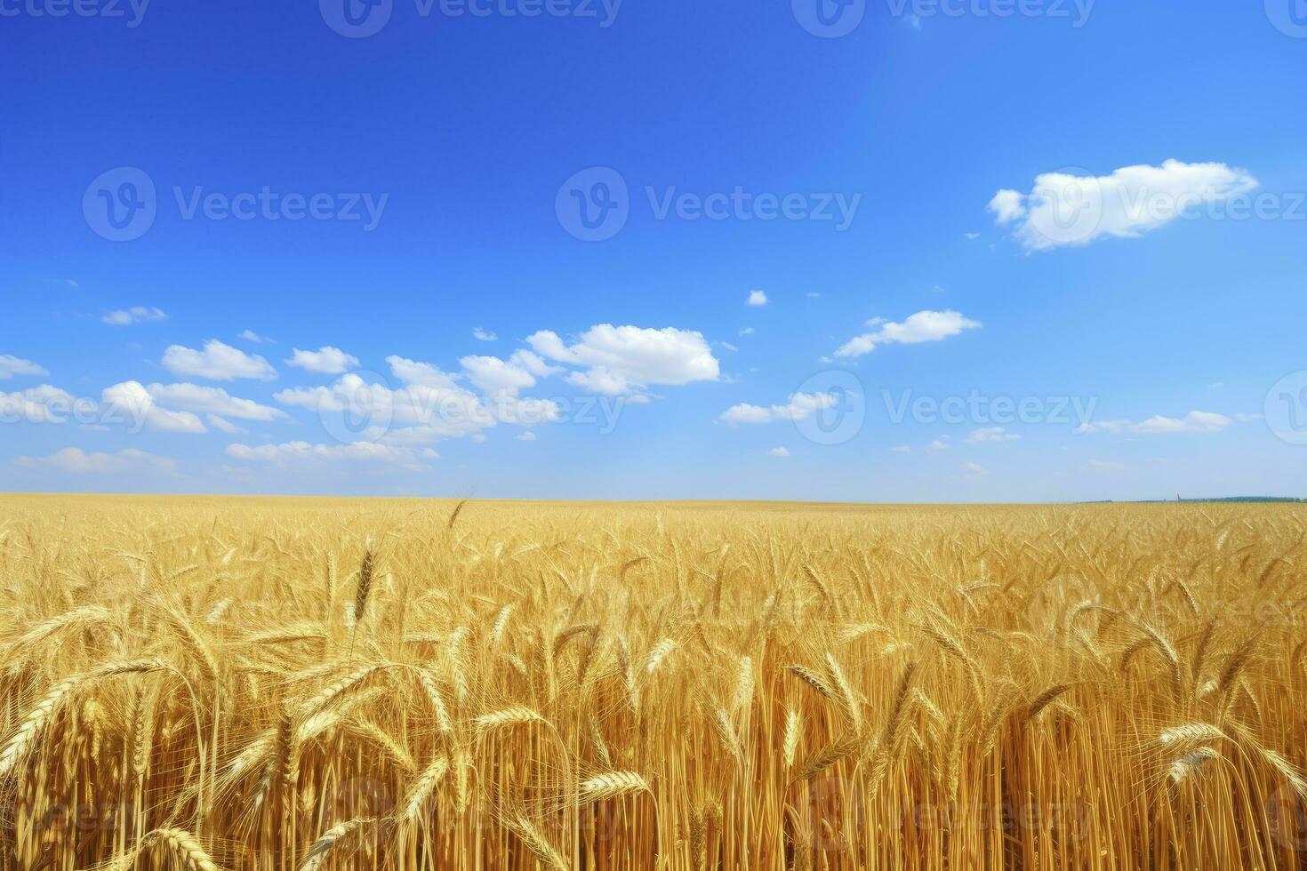 Wheat field under blue sky. AI Generated photo