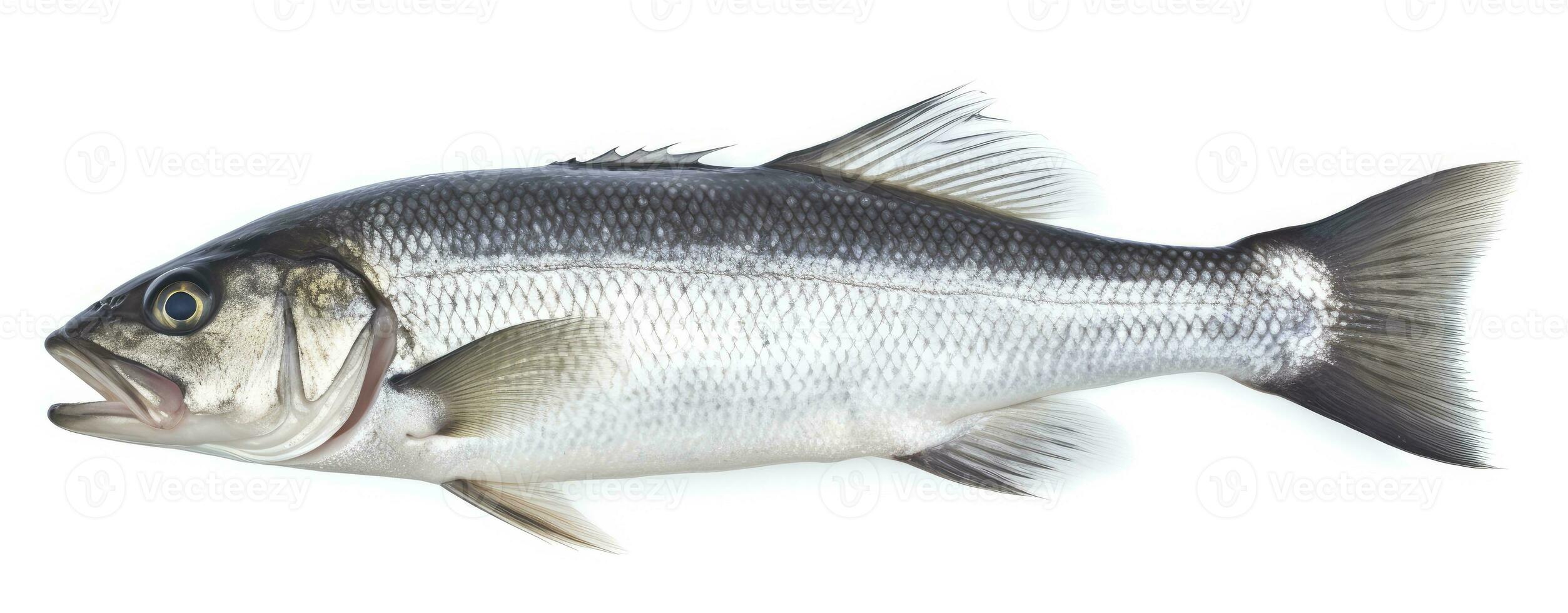 One fresh sea bass fish isolated on white background. AI Generated. photo