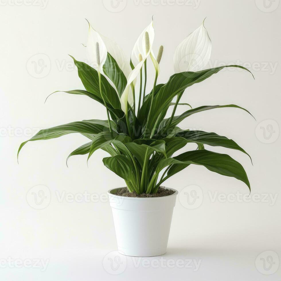 Peace Lily on a plain white background. AI Generated photo