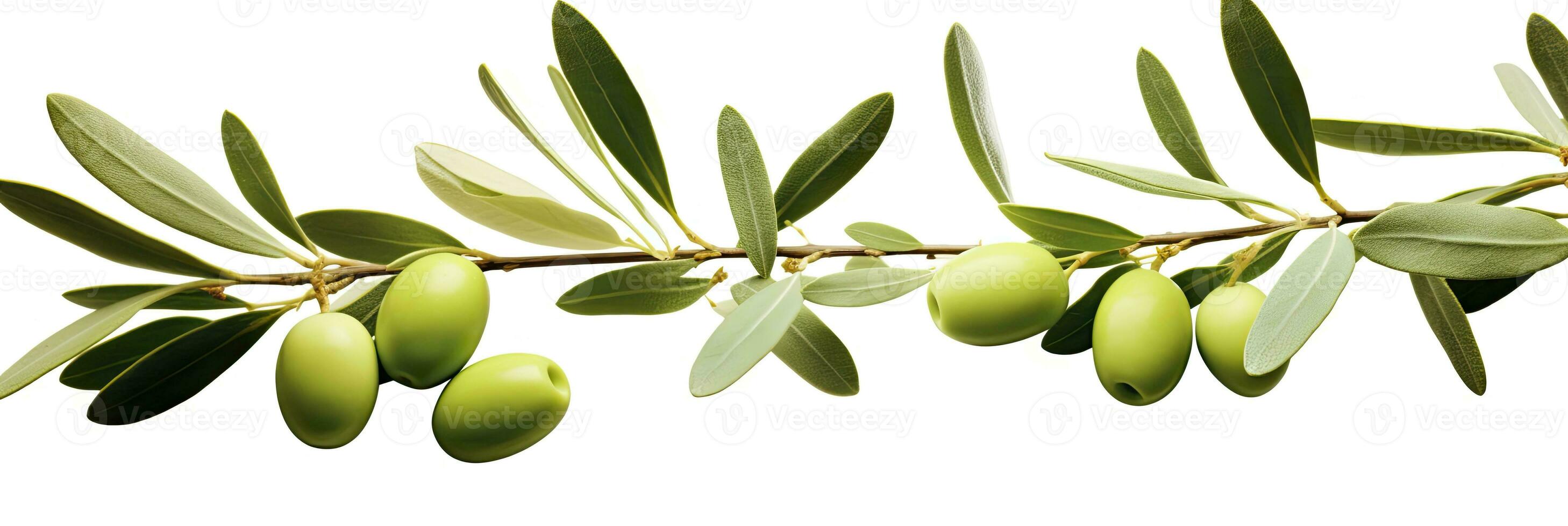 aceituna árbol rama, verde aceitunas y hojas en blanco antecedentes. ai generado. foto