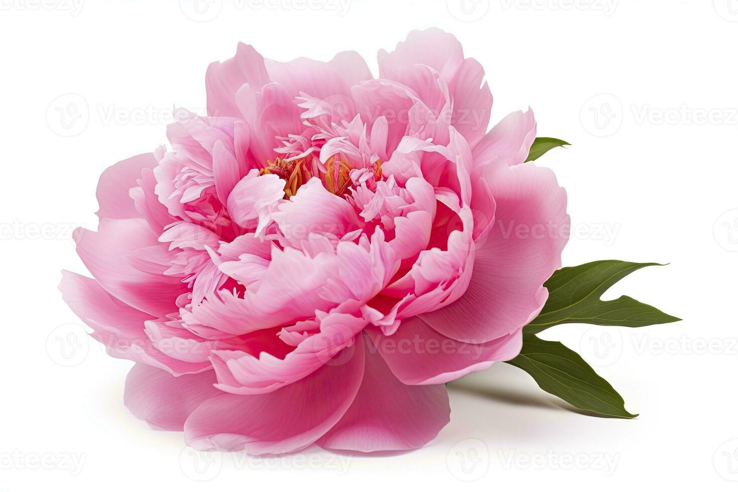 Peony isolated on white background. AI Generated photo