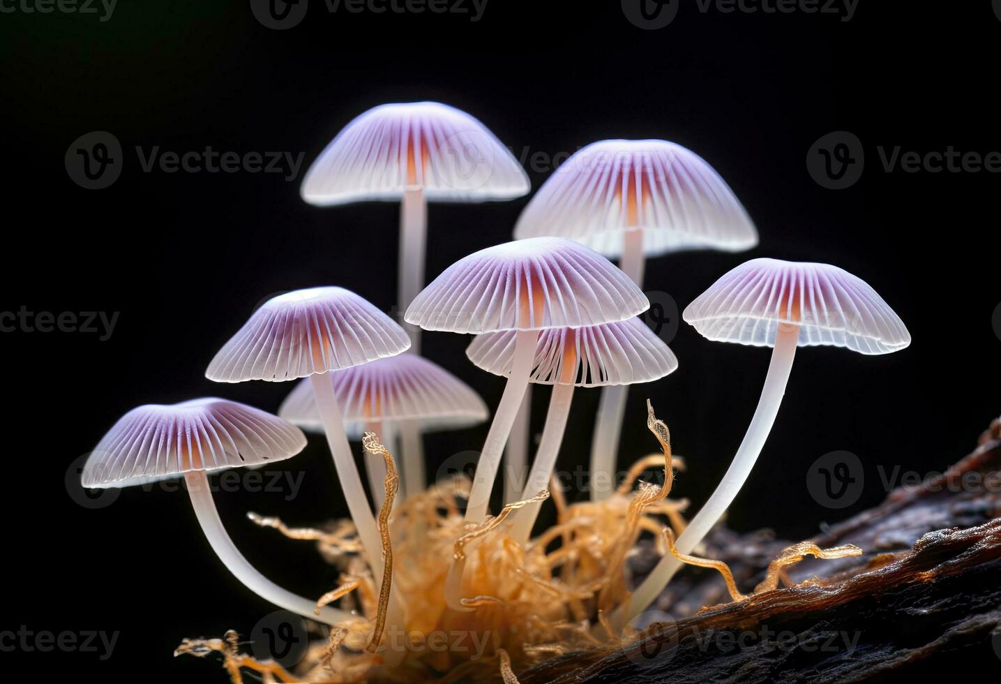 Hemimycena species mairei. AI Generated. photo