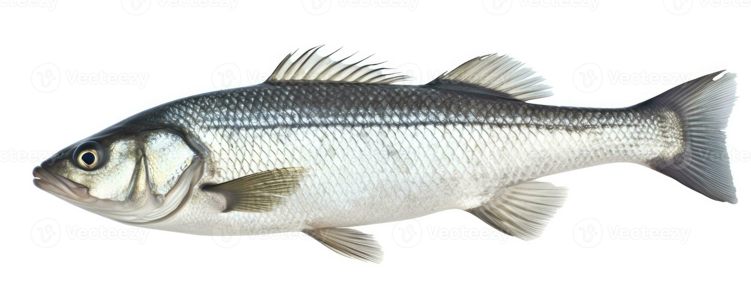 One fresh sea bass fish isolated on white background. AI Generated. photo