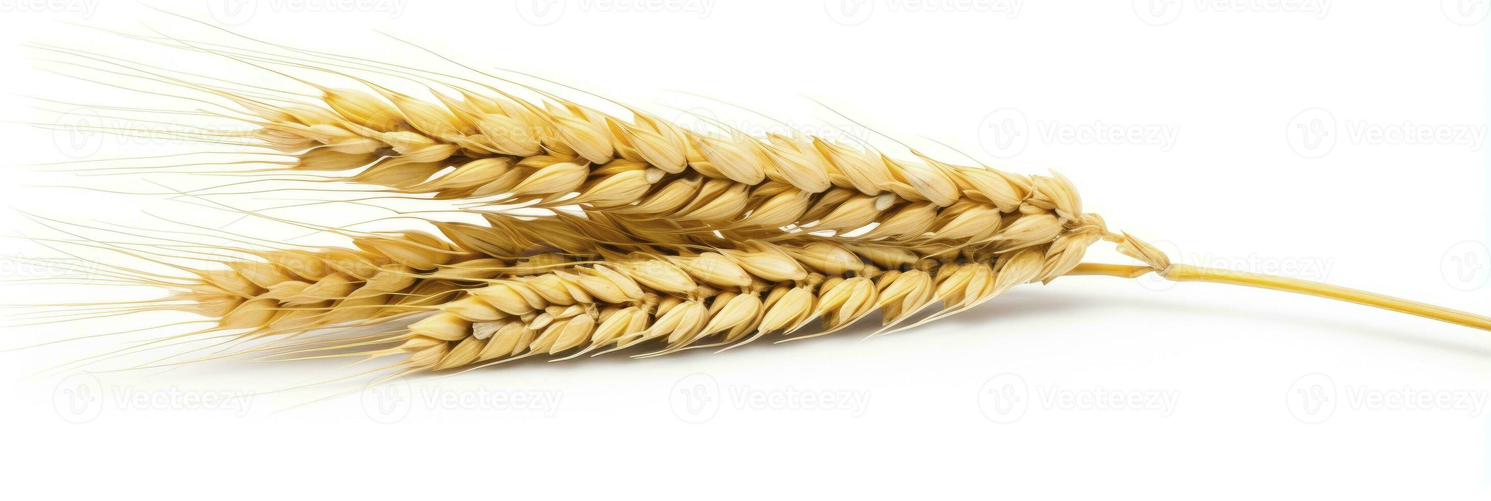 Wheat ears isolated on white background. AI Generated. photo