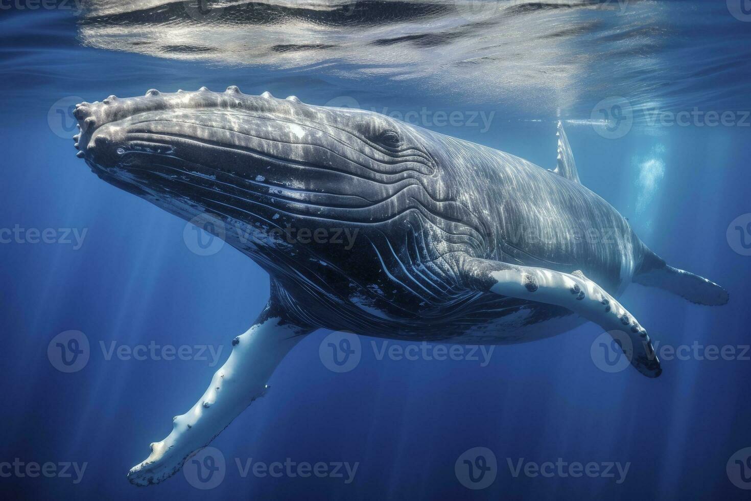 Young Humpback Whale In Blue Water. AI Generated photo