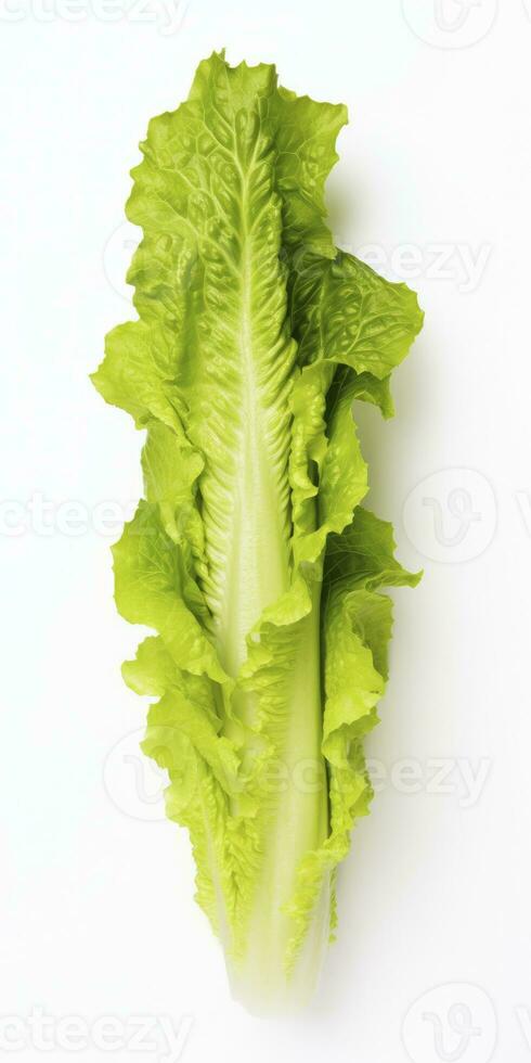 lechuga aislado en blanco antecedentes. ai generado foto