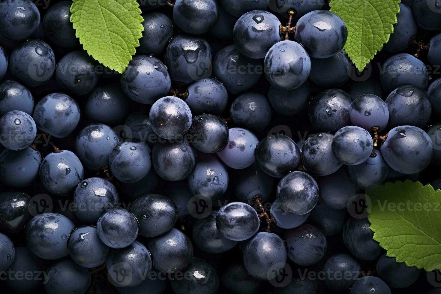 Flat lay background of vines, lots of organic blue dark grapes. AI Generated photo