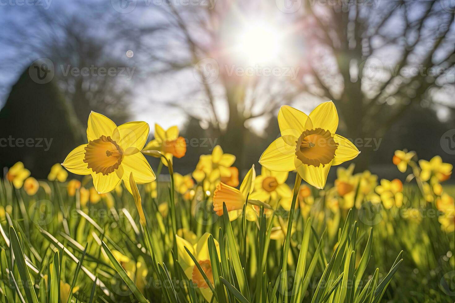 Daffodils in spring backlit by sun. AI Generated photo