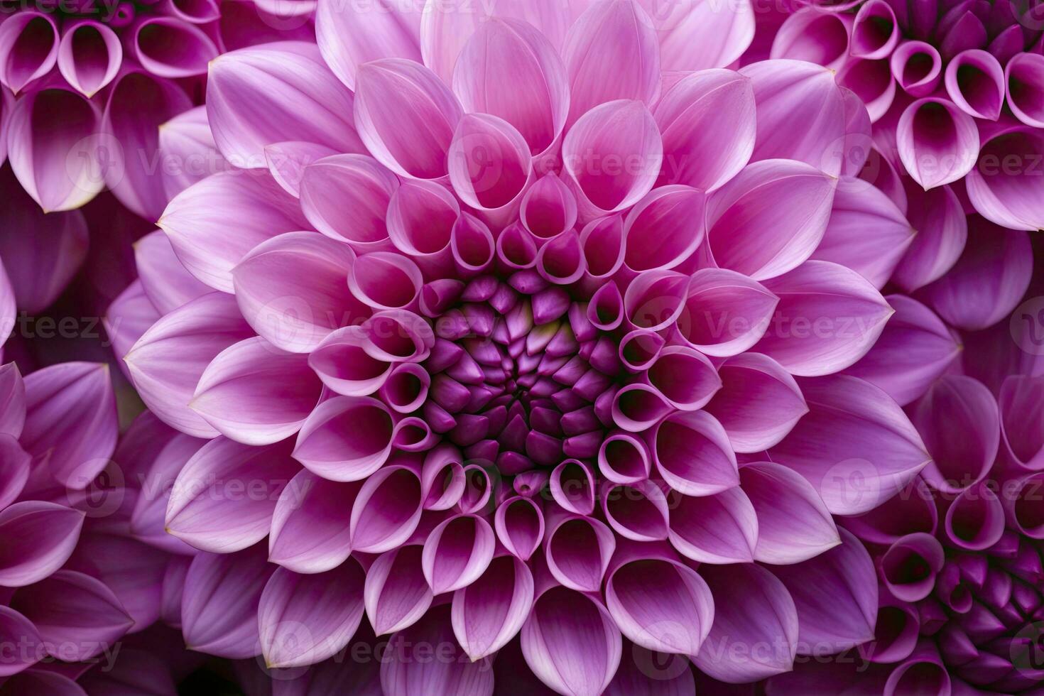 Dahlia flower background.  AI Generated. photo