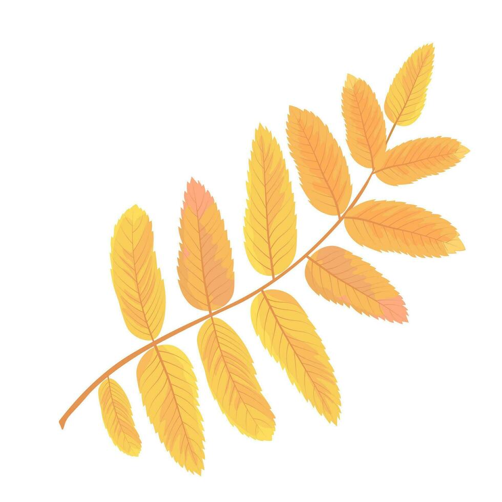 Rowan berries vector stock illustration. Yellow leaves. Autumn tree, red fruits. Isolated on a white background.