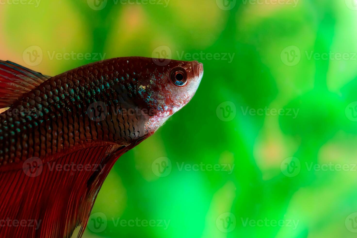 Red cockerel aquarium fish. Fish poses on a green and orange blurred background. The body of the fish is elongated, and the fins are spread out. The scales of the fish shimmer and reflect light. photo