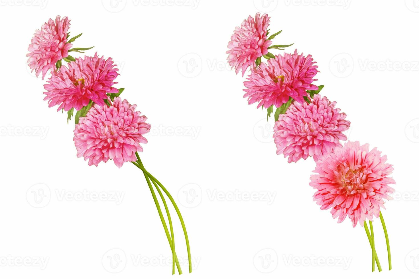 Colorful bright flower aster isolated on white background. photo