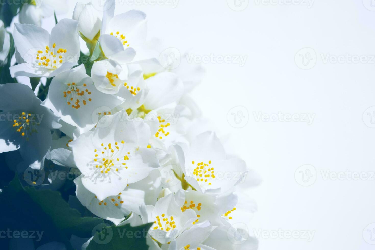 White jasmine The branch delicate spring flowers photo