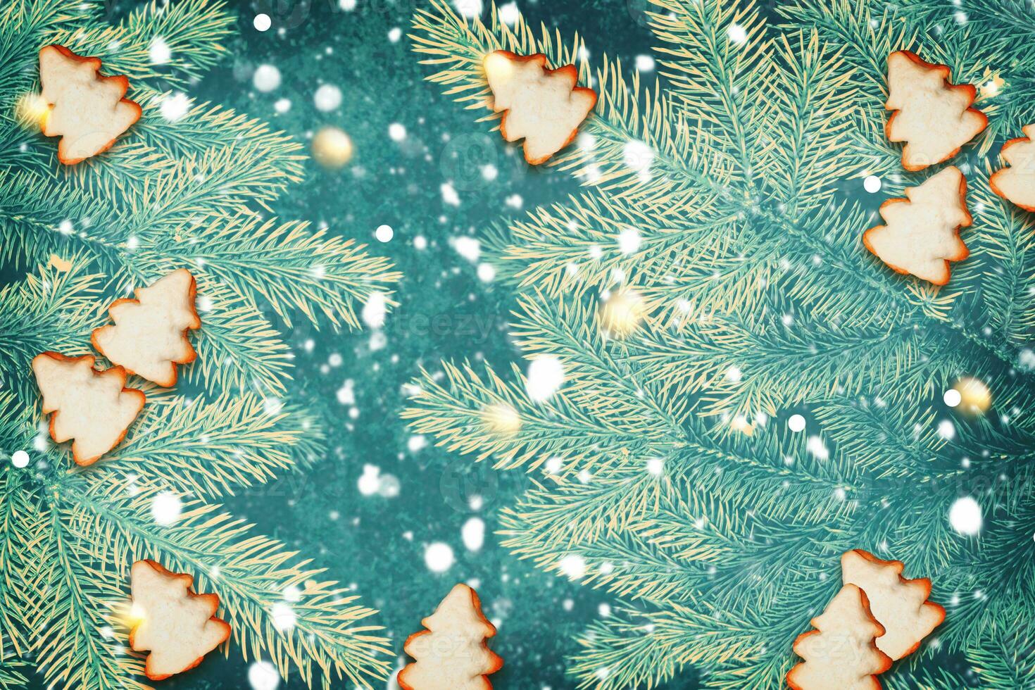 The branches of the snow covered Christmas tree. photo
