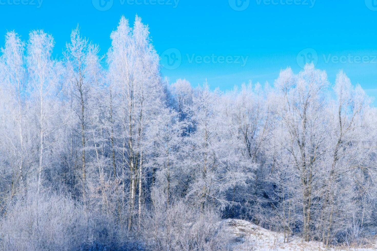 Landscape. Frozen winter forest with snow covered trees. photo