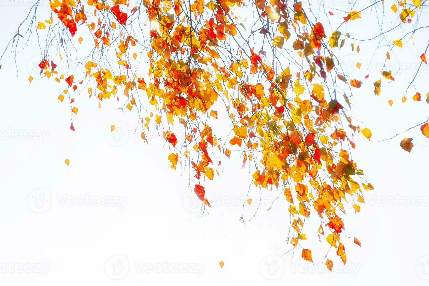 Abstract natural background. autumn landscape with bright colorful foliage. Indian summer. photo
