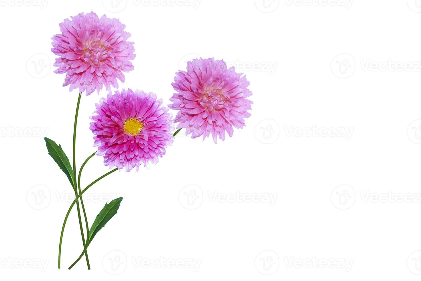 Colorful bright flower aster isolated on white background. photo