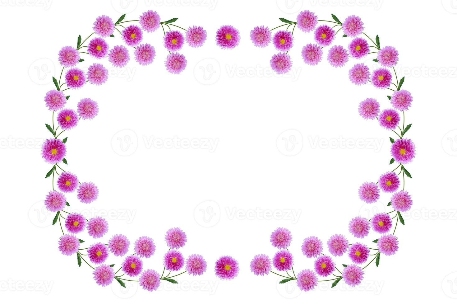 Colorful bright flower aster isolated on white background. photo