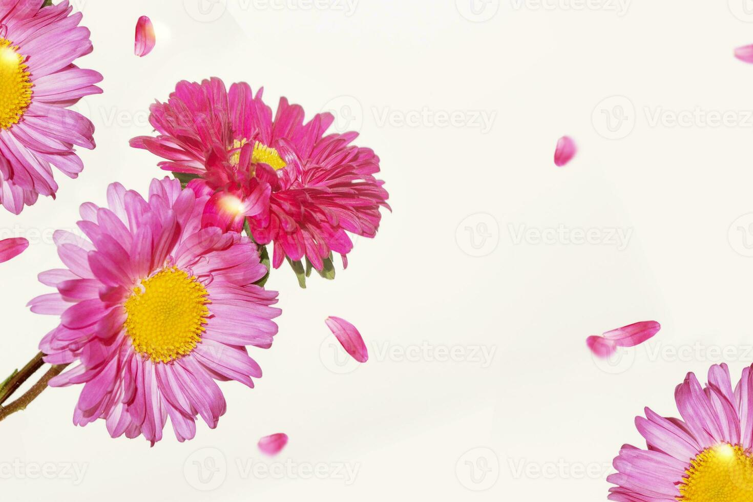 Colorful bright flower aster isolated on white background. photo