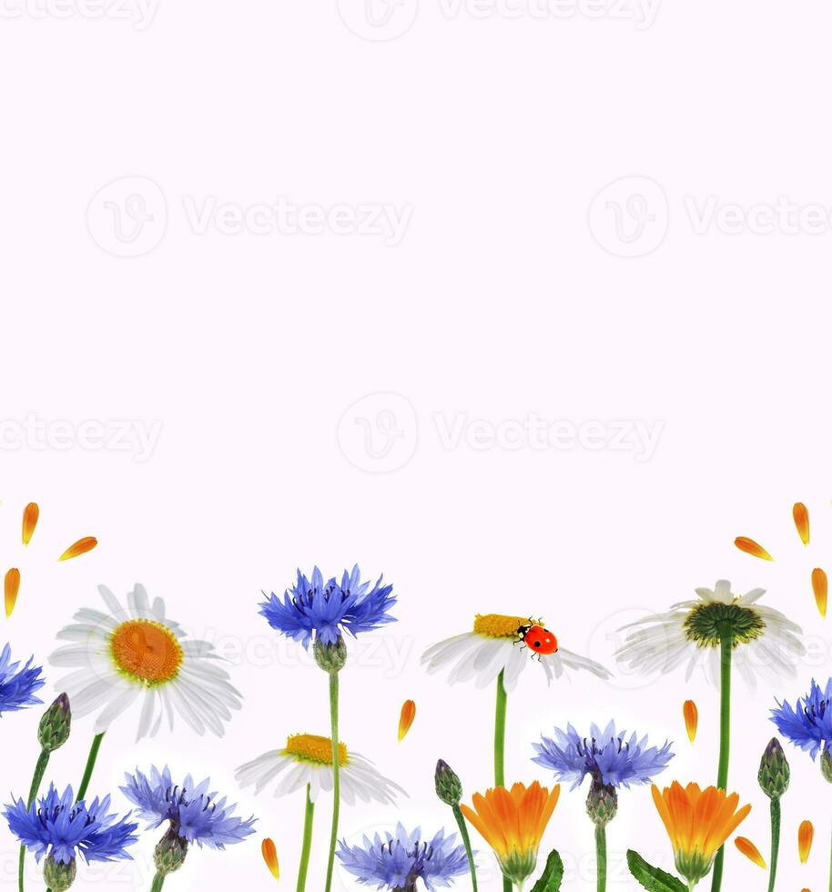 Wild flower cornflower, chamomile. Natural background. photo