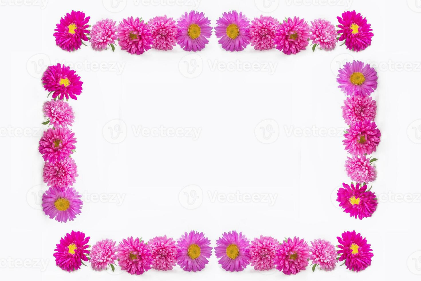 Colorful bright flower aster isolated on white background. photo