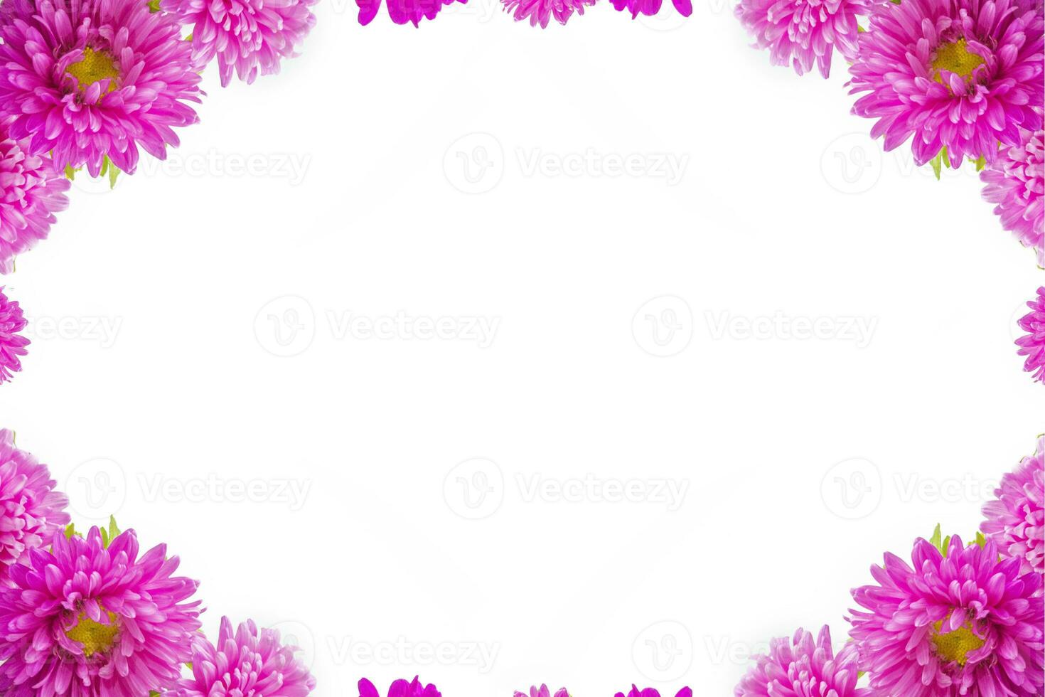 Colorful bright flower aster isolated on white background. photo