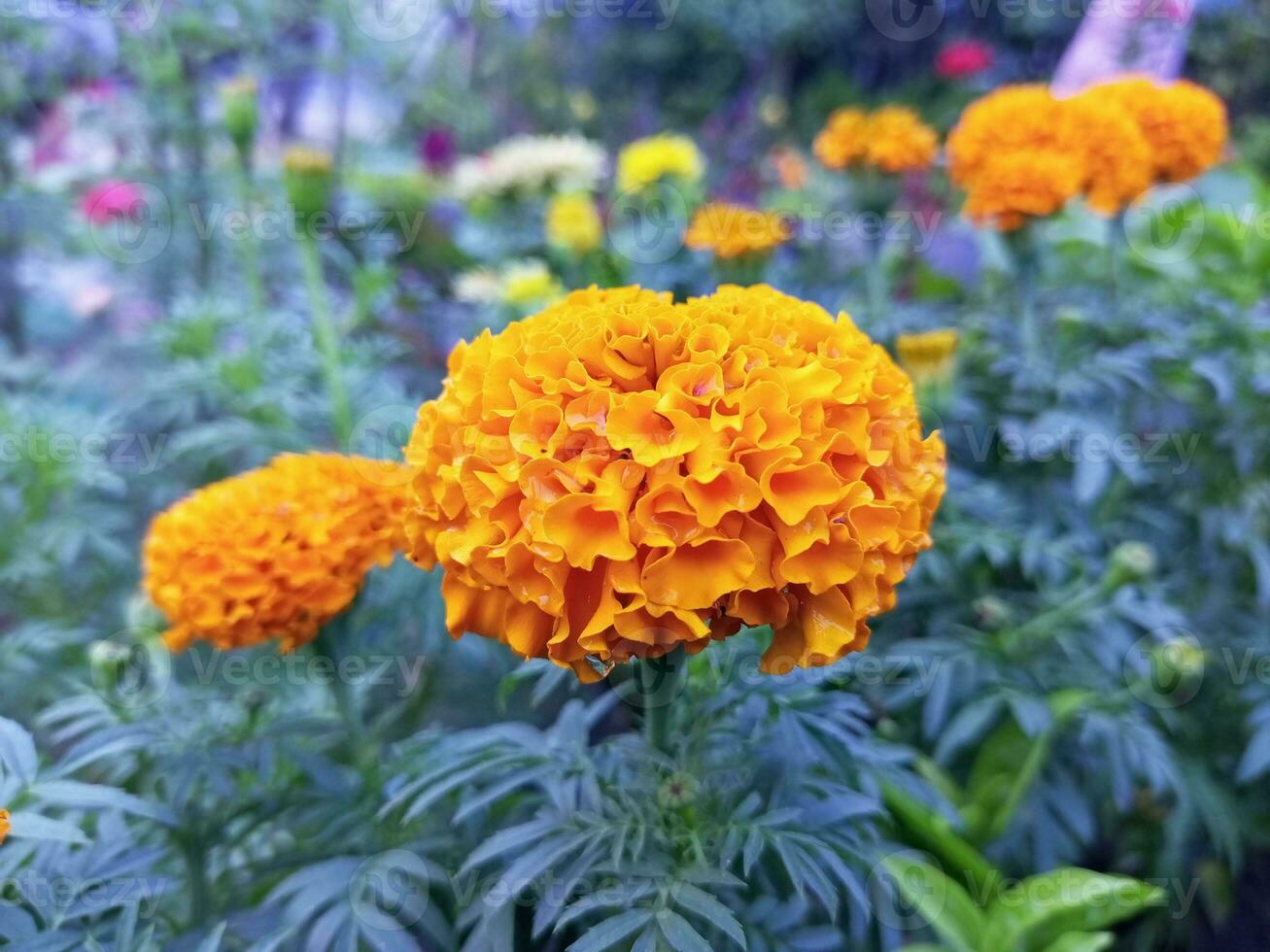 Yellow and Orange Marigold Flower photo