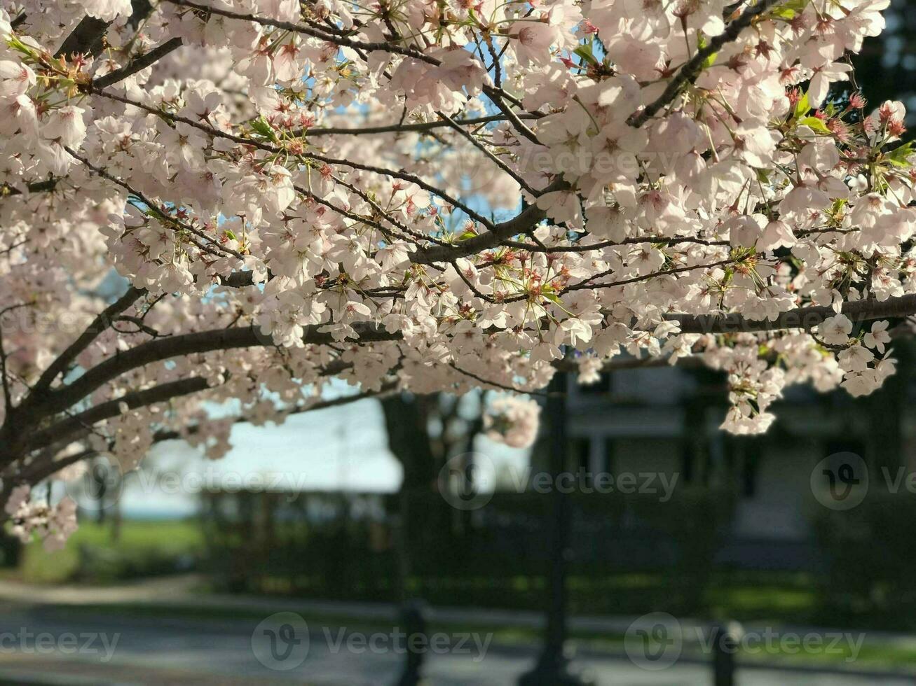 Cherry Blossom Springtime, Pink Flowers photo