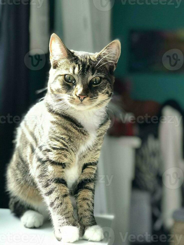 temperamental gato sentado en el mesa foto