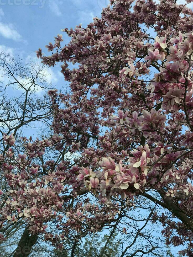 Beautiful Magnolia Blossom Flower in Springtime photo