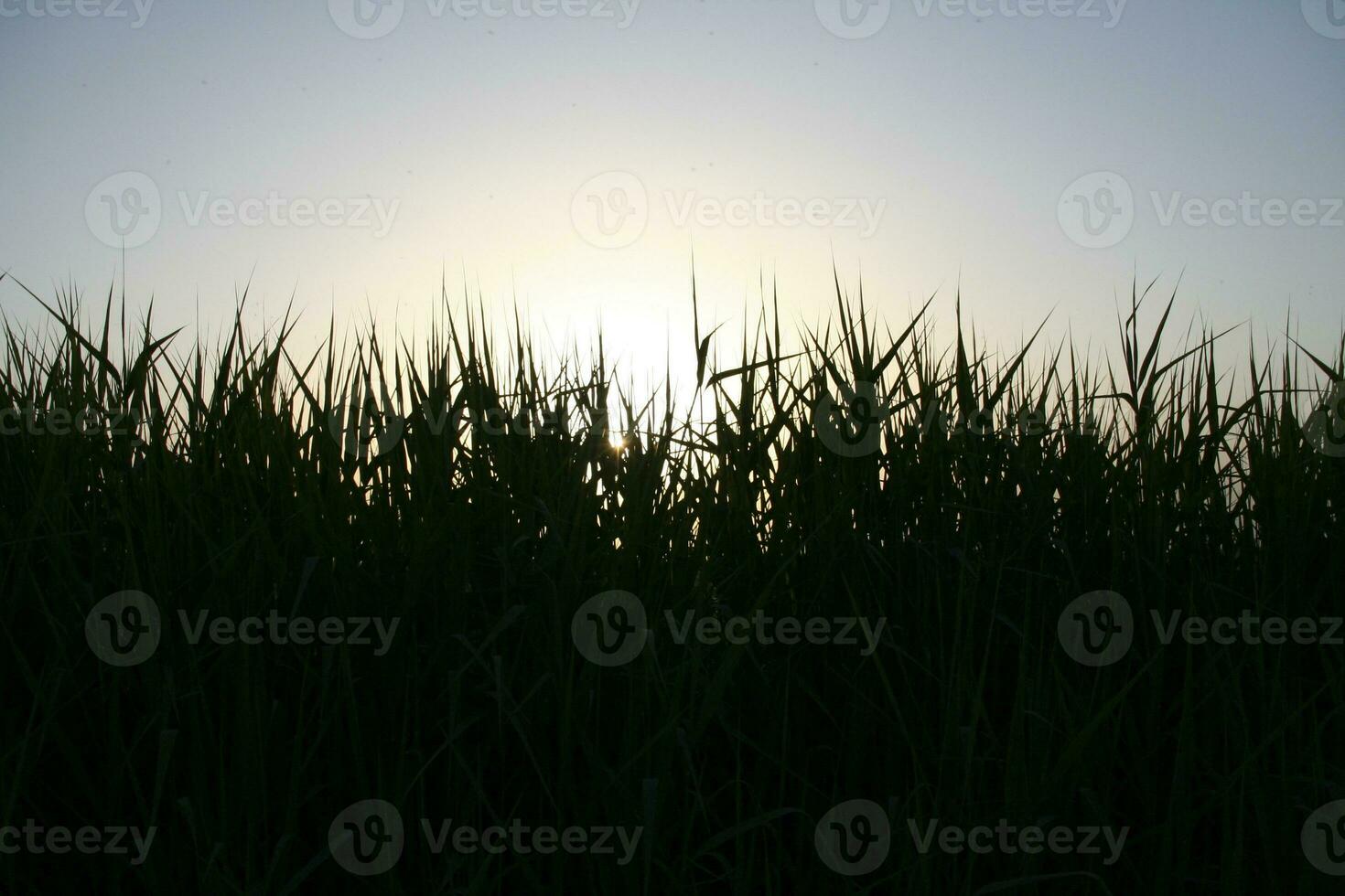 sunset with tall grass in silhouette. High quality photo