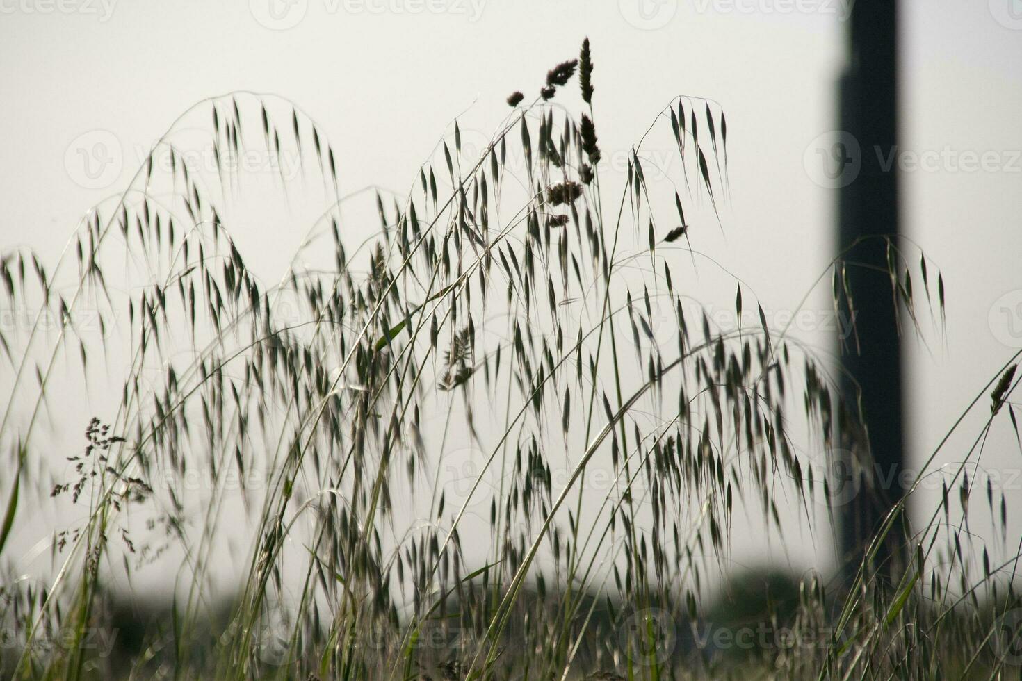 sunset with tall grass in silhouette. High quality photo