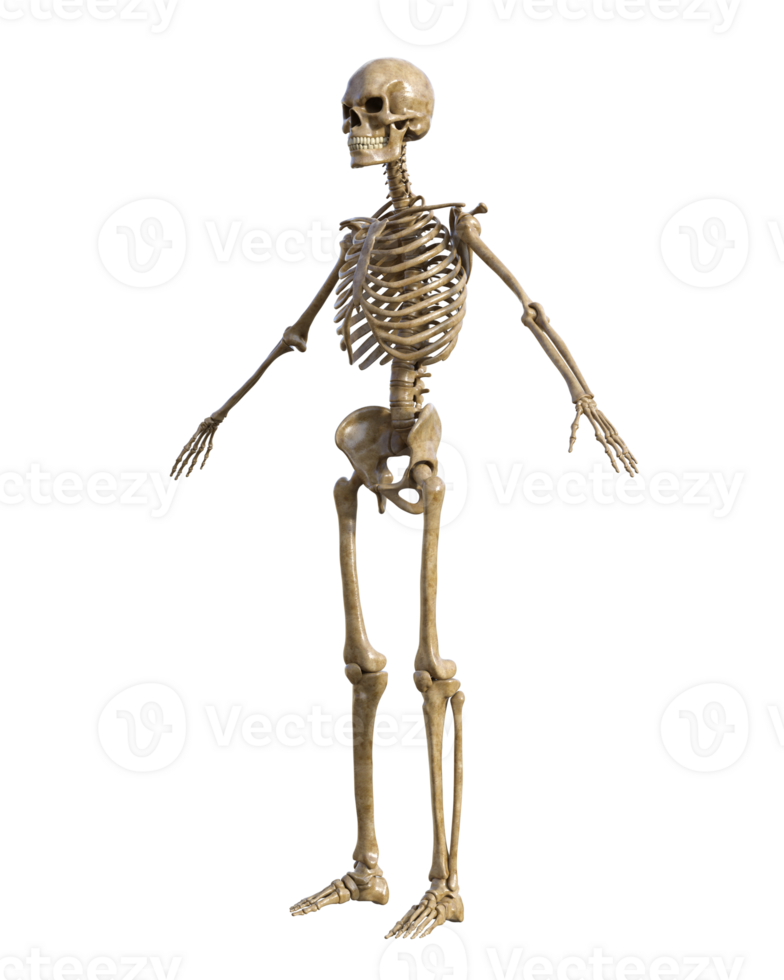 Human skeleton on transparent background, 3d render png