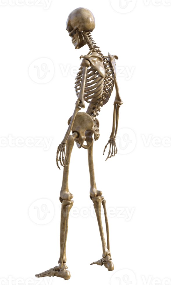 Human skeleton on transparent background, 3d render png