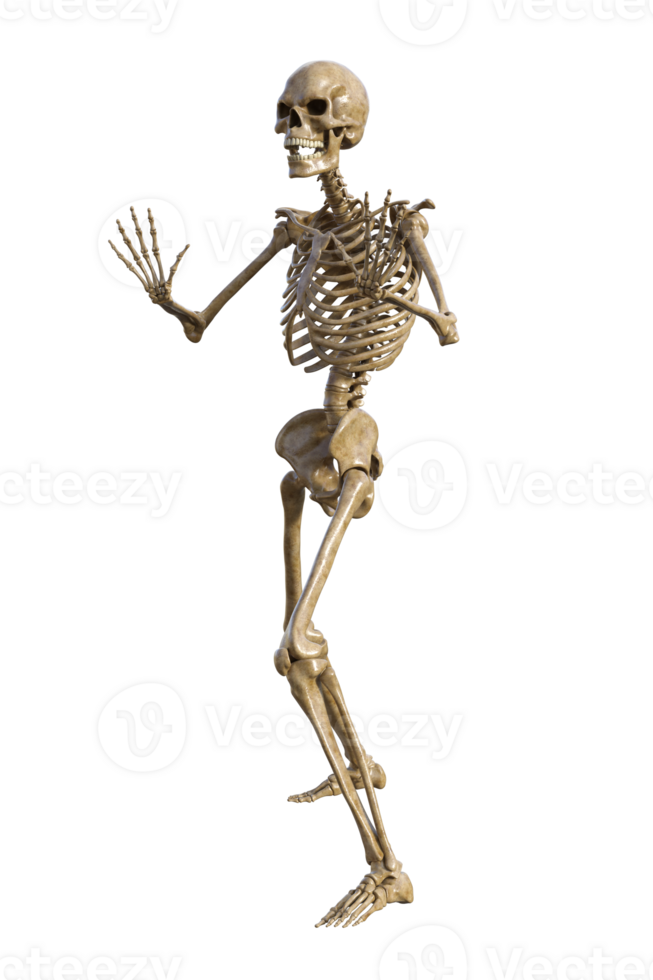 Human skeleton on transparent background, 3d render png