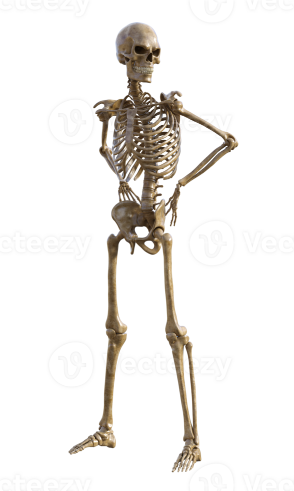 Human skeleton on transparent background, 3d render png