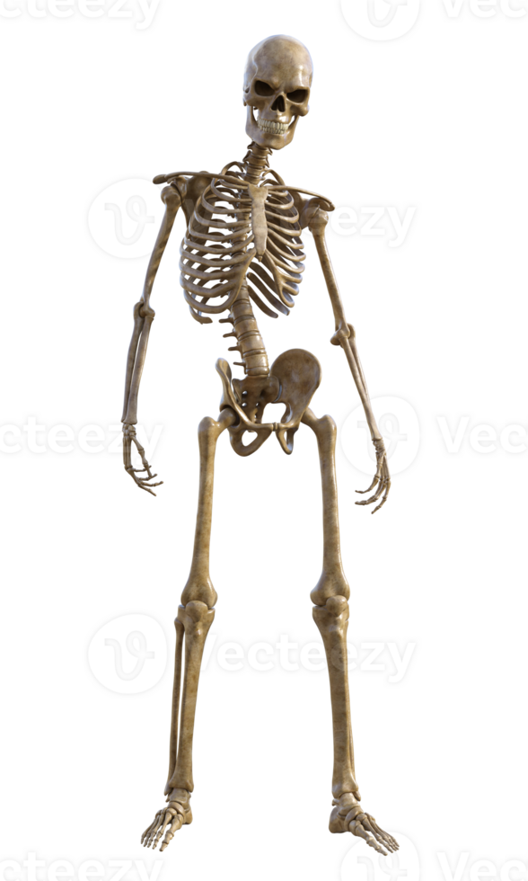 Human skeleton on transparent background, 3d render png