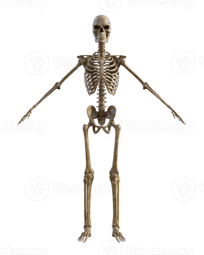 Human skeleton on transparent background, 3d render png