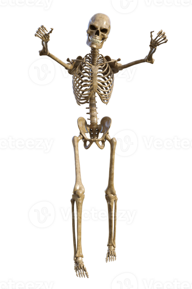 Human skeleton on transparent background, 3d render png