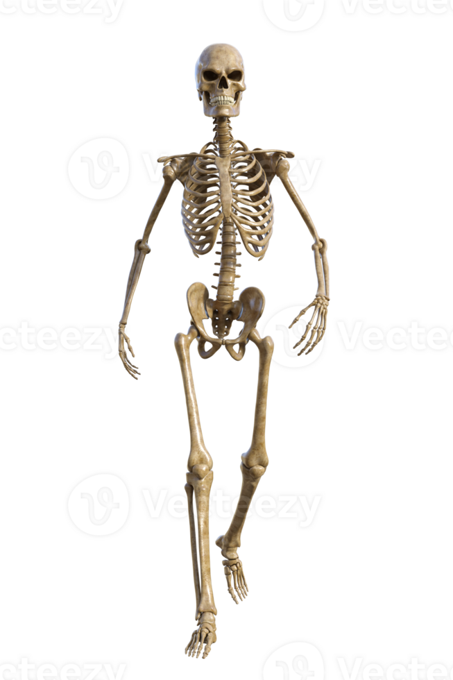 Human skeleton on transparent background, 3d render png